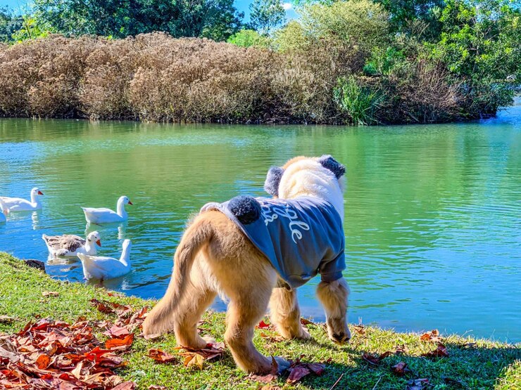 Un cachorro golden retriever mirando el lago con ropa de perro lindo