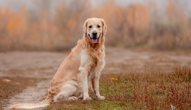 Cachorro Golden Retriever na floresta de outono