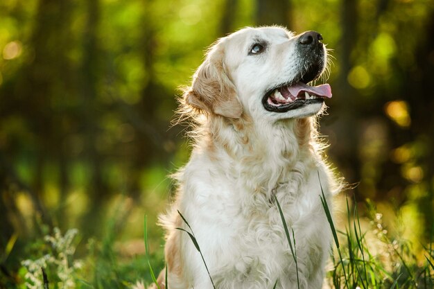 Cachorro golden retriever na grama verde