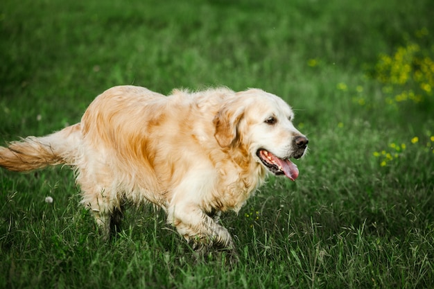 Foto cachorro golden retriever na grama verde