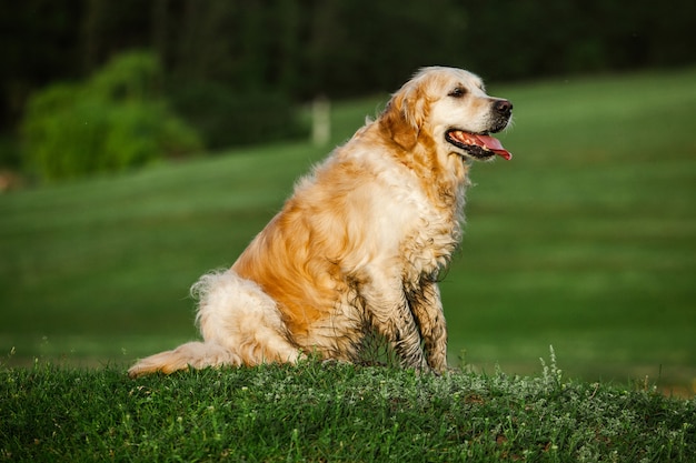 Cachorro Golden Retriever na grama verde