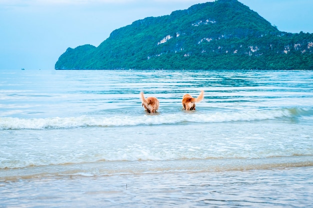 Cachorro golden retriever relaxando, brincando no mar para se aposentar ou aposentado