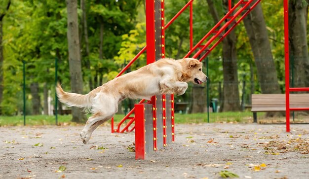 Cachorro golden retriever se exercitando