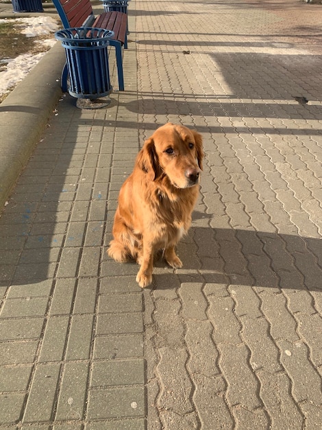 Cachorro golden retriever senta-se na calçada na rua em um dia ensolarado