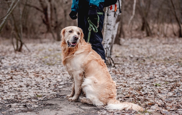 Cachorro golden retriever sentado na groung com folhas caídas no parque durante caminhada de outono