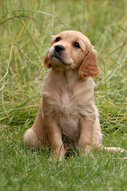 Un cachorro de golden retriever sentado en un prado