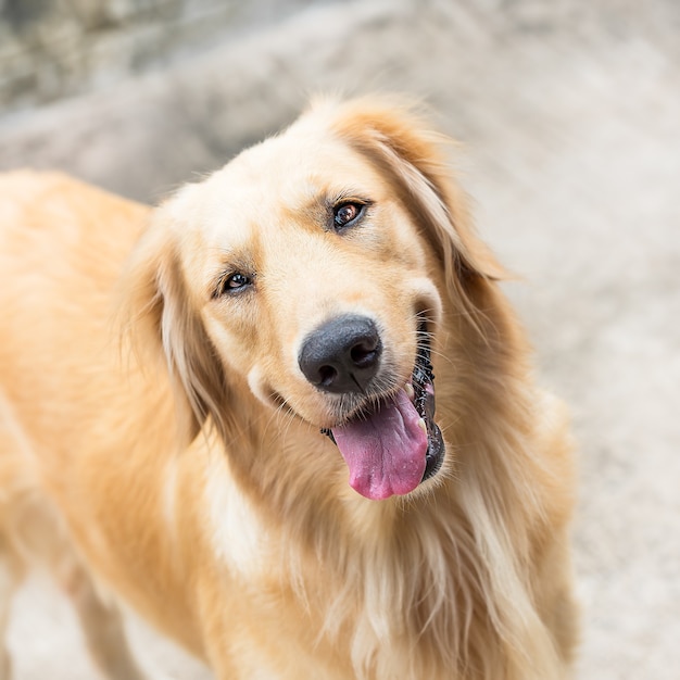 Cachorro golden retriever simpático olhando para cima