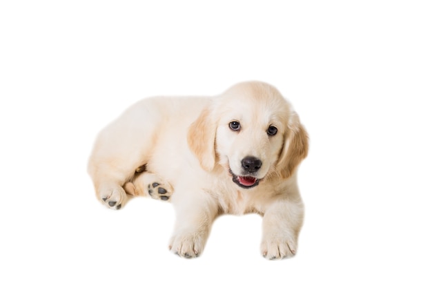 Cachorro golden retriever sobre un fondo blanco aislado. Él está mintiendo, sonriendo, alegre.