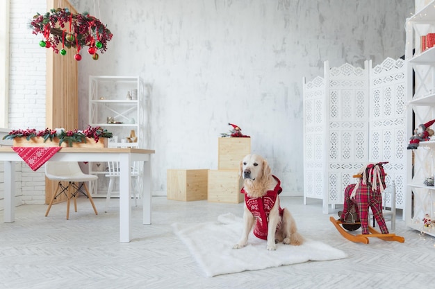 Cachorro golden retriever vestindo casaco vermelho sentado em um apartamento de estilo escandinavo ou na sala de estar de um hotel