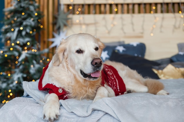 Cachorro golden retriever vestindo suéter vermelho quente em quarto de estilo escandinavo com árvore de Natal, luzes, almofadas decorativas. Hotel que aceita animais de estimação ou quarto em casa. Conceito de cuidados de animais.