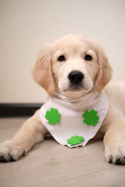 Cachorro de golden retriever vistiendo babero con clavo de olor