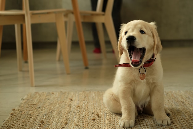 Cachorro golden retriever