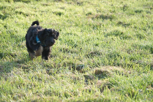 Cachorro Goldendoodle jugando en un prado Perro híbrido que no causa alergia al pelo de los animales