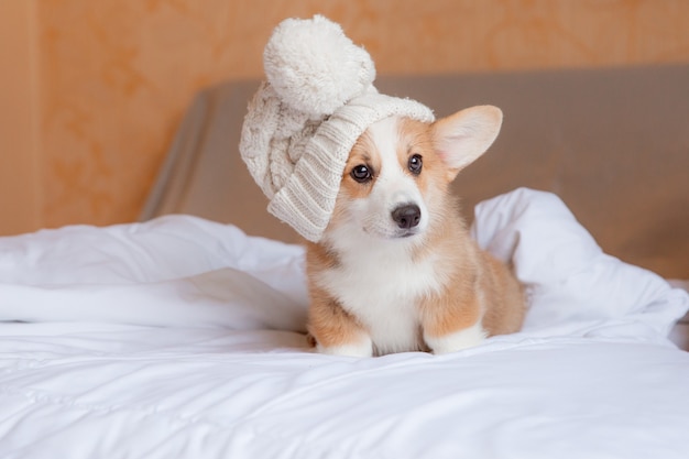 un cachorro con un gorro de punto está sentado en la cama en casa