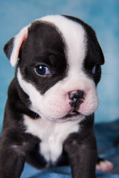 Cachorro gracioso American Bullies sobre fondo azul.