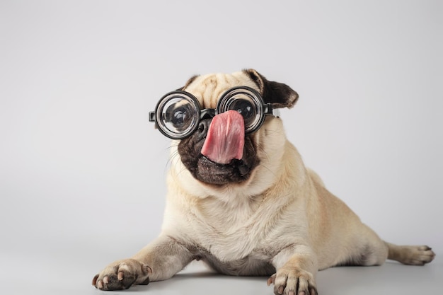 Foto cachorro gracioso con gafas de nerd lamiendo sus gafas detrás de un fondo blanco