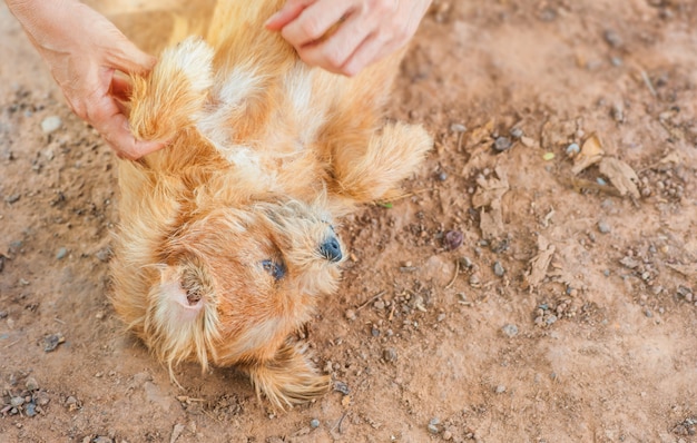 Foto cachorro de gracioso en tono fresco.