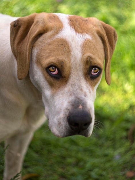 Cachorro grande com lindos olhos tristes