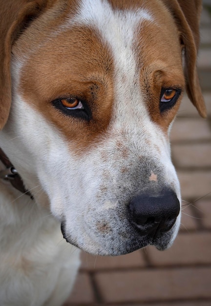 Cachorro grande com lindos olhos tristes