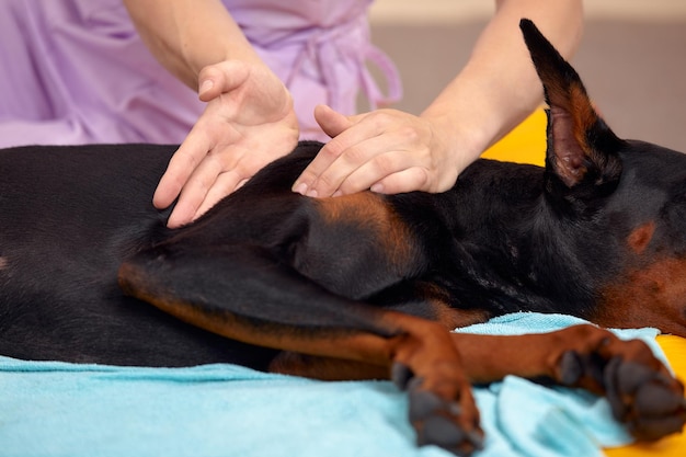 Cachorro grande deitado no chão e recebe uma massagem na coxa