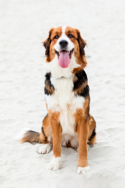 Cachorro grande e fofo sentado na areia da praia