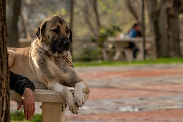 Cachorro grande sentado no parque com seu dono big dog