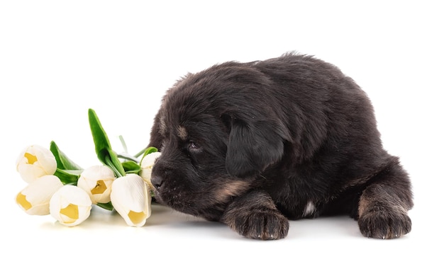 Foto cachorro de una granja de perros tibetanos