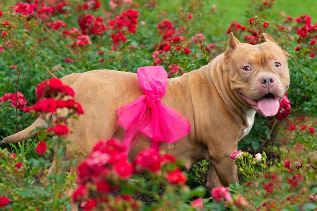 Foto cachorro grávido no fundo de arbustos com vezes no jardim. animal de estimação american bully com um laço na barriga