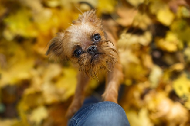 Cachorro Grifón de Bruselas de paseo