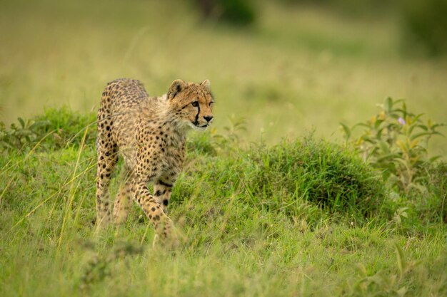 Un cachorro de guepardo caminando por la hierba mirando hacia la derecha