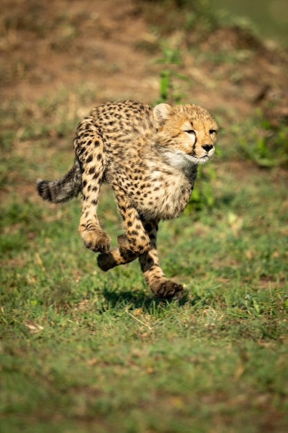 Un cachorro de guepardo corriendo por la hierba.