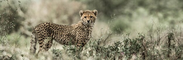 Cachorro de guepardo en el Parque Nacional del Serengeti