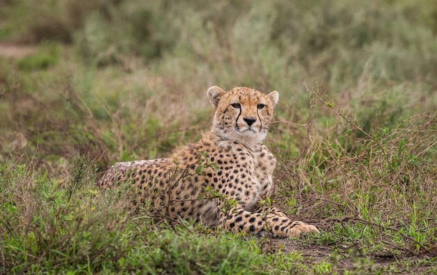 Cachorro de guepardo en el parque nacional del Serengeti