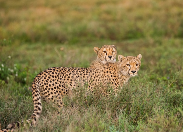 Cachorro de guepardo en el parque nacional del Serengeti