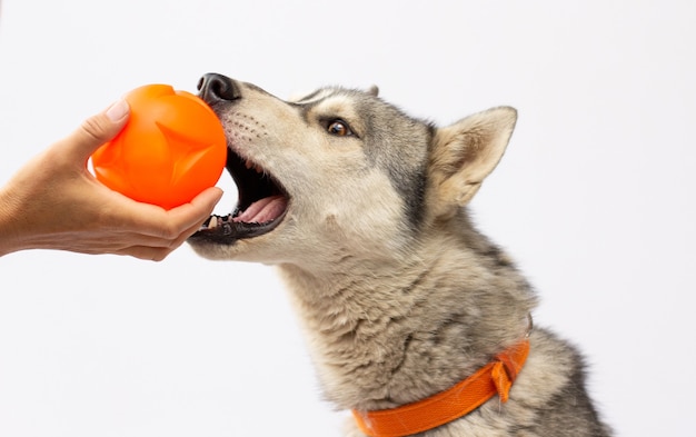 Cachorro Hasky pronto para brincar e se divertir com o dono e o brinquedo bola, isolado no fundo branco