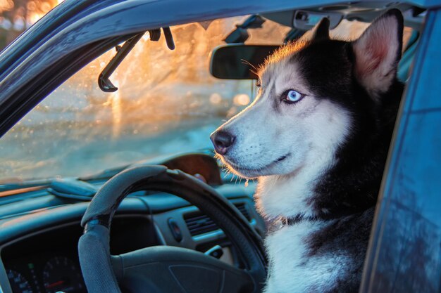 Cachorro Hasky senta-se no carro no banco do motorista nos raios do sol da noite