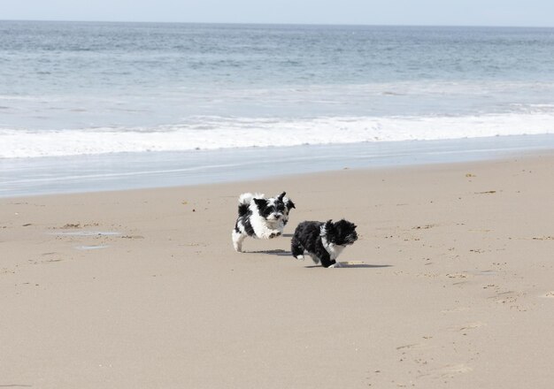 Foto cachorro havanês a brincar na praia.