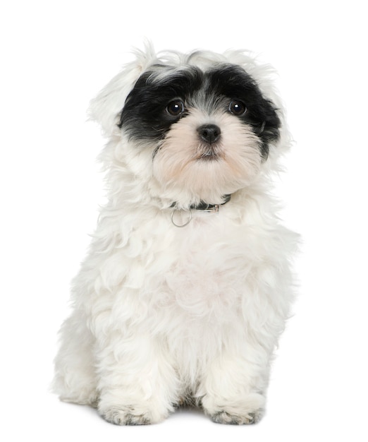 Cachorro Havanese, 3 meses de edad, sentado frente a una pared blanca