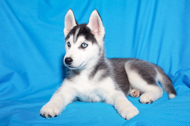 Cachorro de un hermoso perro husky de pura raza