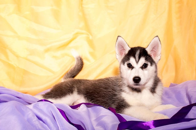 Foto cachorro de un hermoso perro husky de pura raza