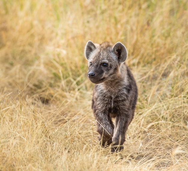 Cachorro de hiena en la sabana