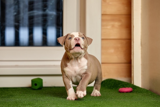 Cachorro en la hierba Cachorro de matón americano Mascota divertida y linda