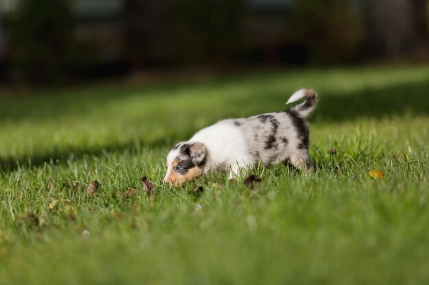 Foto un cachorro en la hierba con una etiqueta
