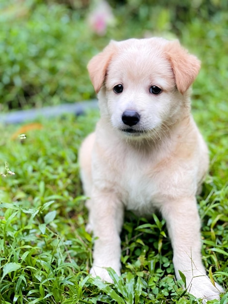 Foto un cachorro en la hierba con la palabra perro.