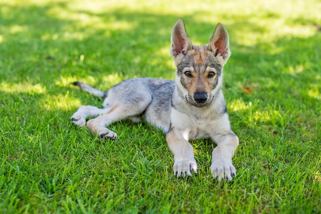 Foto cachorro en la hierba