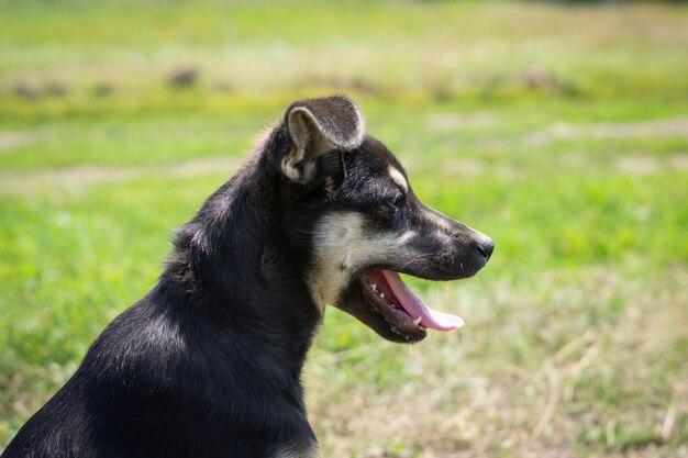 Cachorro en la hierba