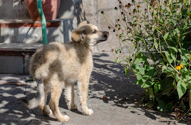 Cachorro sin hogar del refugio para perros fue llevado a casa