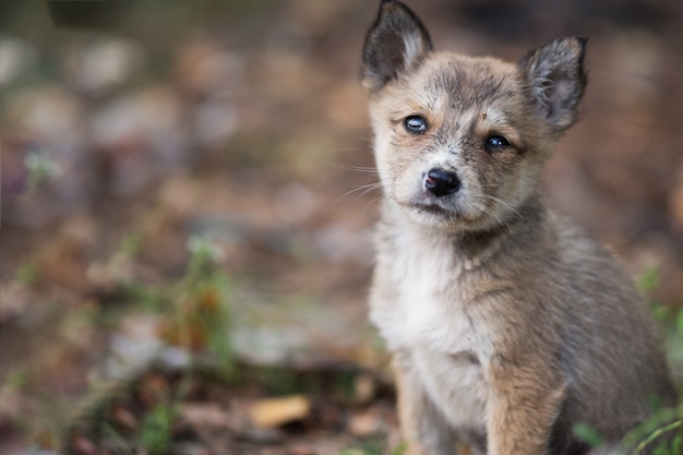 Cachorro sin hogar sucio insalubre en la calle fría en el otoño