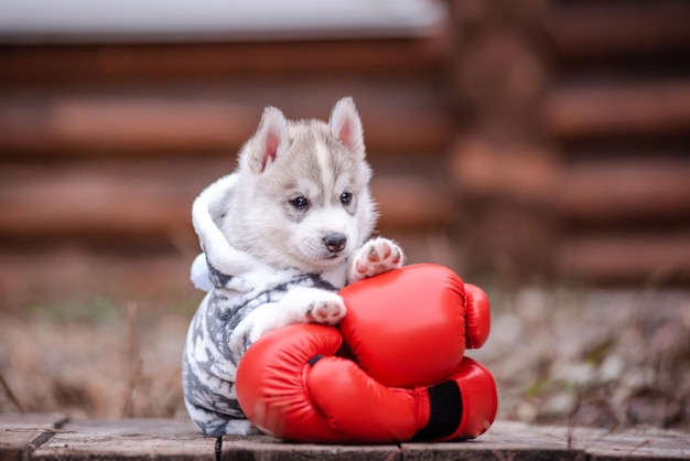 Un cachorro husky de 2 meses y guantes de boxeo rojos.