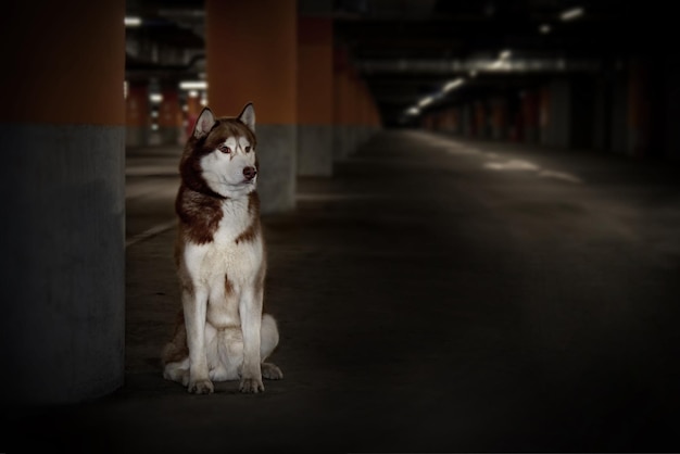 Cachorro husky abandonado e perdido Cão husky siberiano triste está sentado sozinho no estacionamento